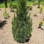 Pušis kedrinė (Pinus cembra) 'Fastigiata'
